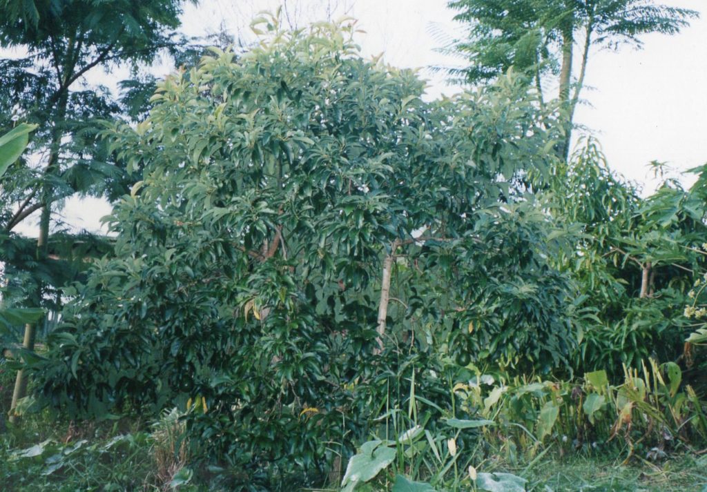 アボカドの木